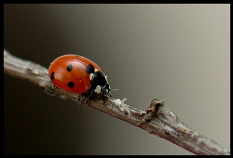 Uitproberen nieuwe lens