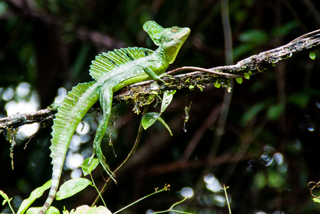 Tortuguero - Costa Rica - Green Basilisk