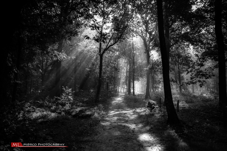 Het Pad van het licht