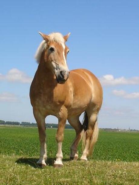 Haflinger