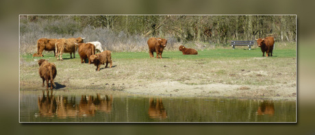 The Watering Hole