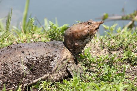 Schildpad - Florida Everglades