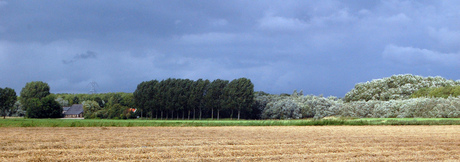 De Biesbosch