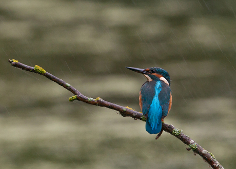 IJsvogel in de regen