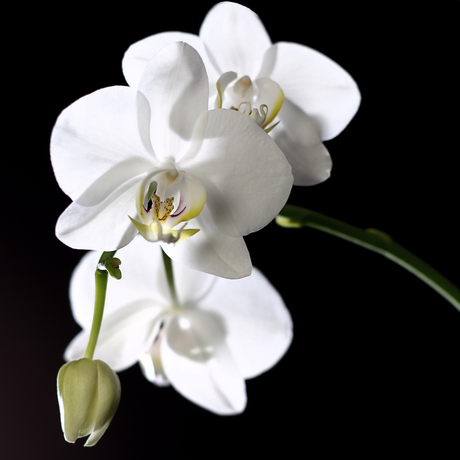 Witte Orchidee