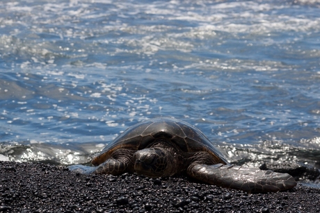 Groene Zeeschildpad komt aan land