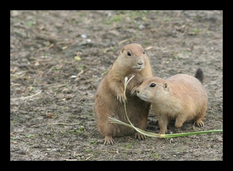 Prairie hondjes