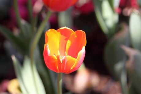 tulp