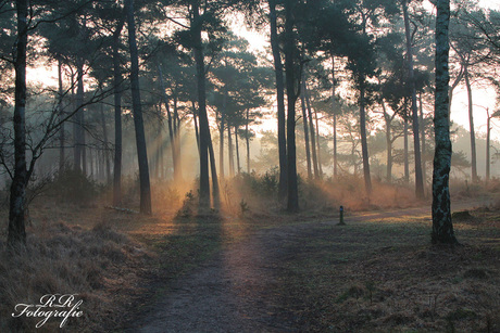 Ochtend zon