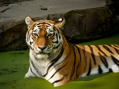 Tijger in water