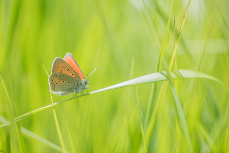 Dancing in the grass