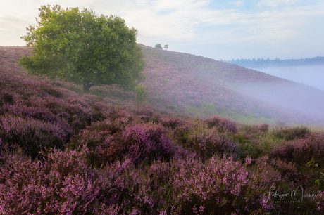 Tree on the hills