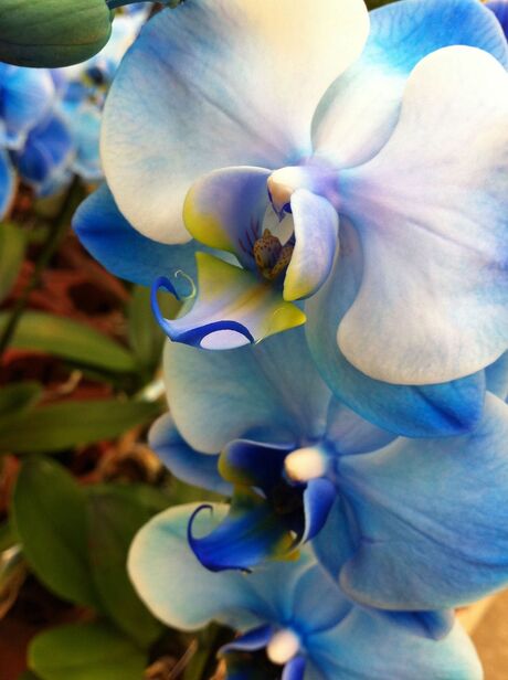 Blue orchidee