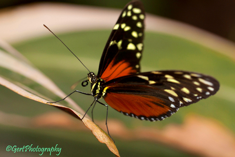 Monarch-vlinder