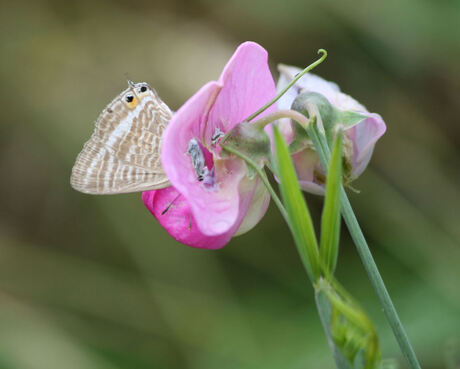 Tijgerblauwtje op lathyrus