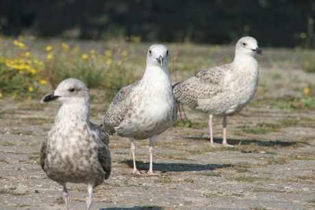 trio