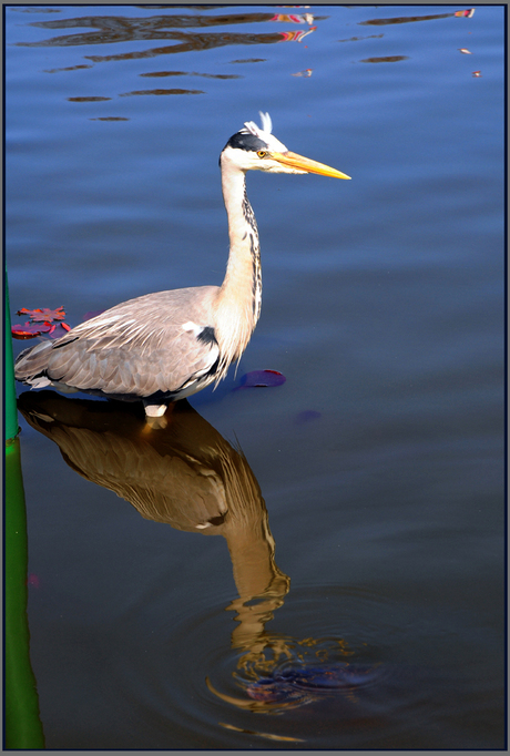 reiger weerspiegeld