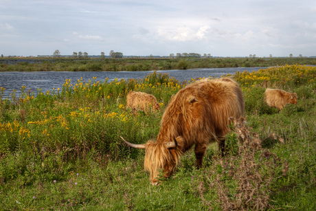 Schotse hooglanders op Tiengemeten