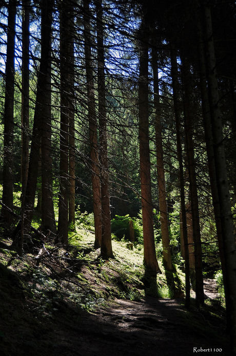 Die Sonne durch die Baume