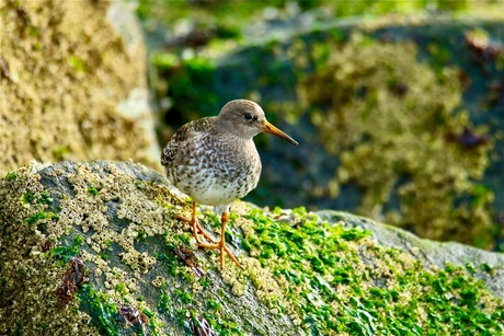 Paarse strandloper(2)