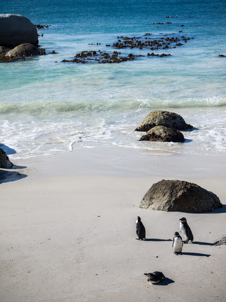 Pinguins op Boulders beach
