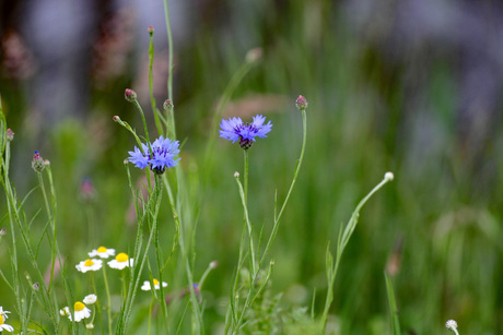 Korenbloemen