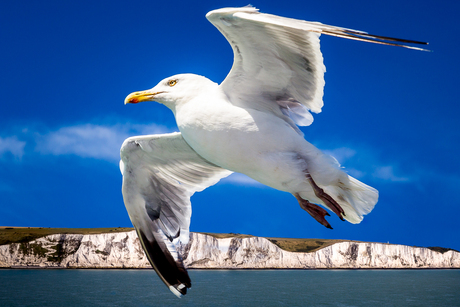 Dover White Cliffs