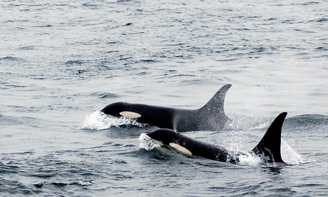 Orca`s Lime Kiln state park USA