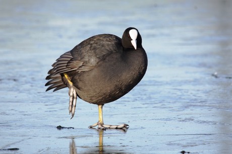 meerkoet op het ijs