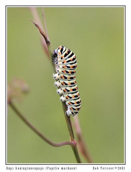 Rups Koninginnenpage