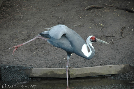 Dancing Crane