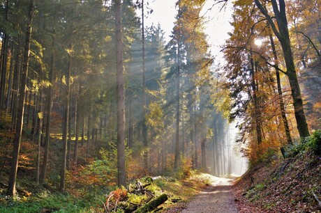 Herfst in het bos