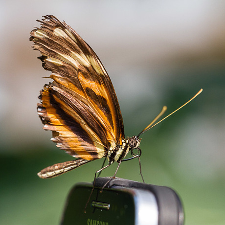 Butterfly meets modern technology