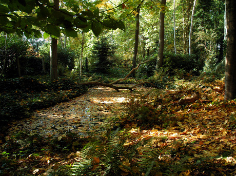 Herfstkleuren 2005