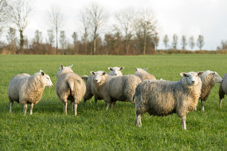 Schapen