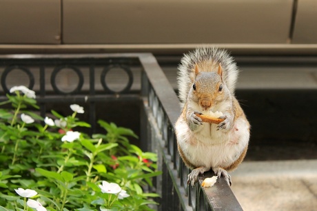Squirrel in Washington D.C.