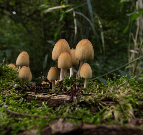 De vroege paddenstoelen