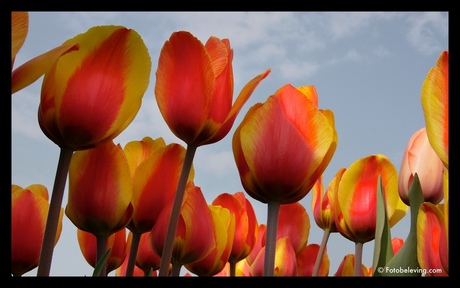 Tulpen (voorjaar)