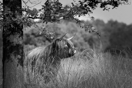 Schotse hooglander