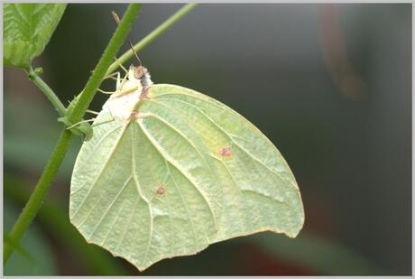 gonepteryx rhamni