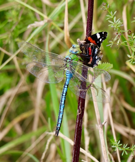 Libelle eet vlinder