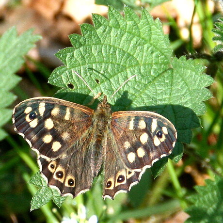 Zomaar een vlinder in het bos