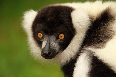 lemur maki.JPG