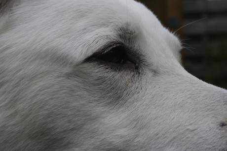 close up witte herder