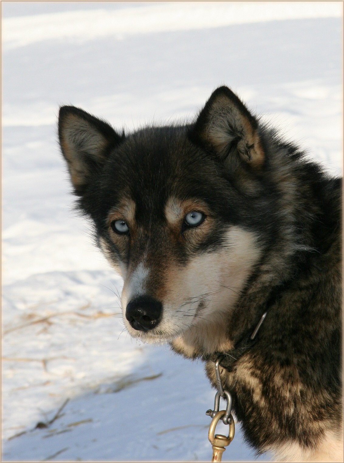 Twee ogen zo grijs - Deze husky was er eentje van een vierspan tijdens onze tweedaagse sledetocht in Lapland. Ik heb de nodige foto's van hem maar deze blik zal me altijd - foto door amofens op 21-07-2007 - deze foto bevat: lapland, husky, sledetocht