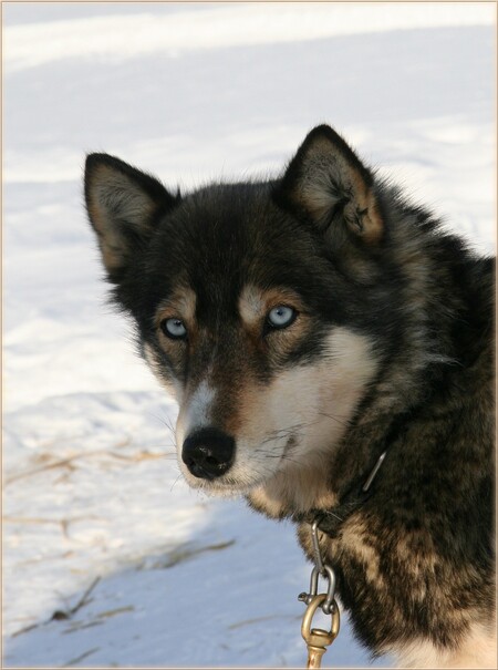 Twee ogen zo grijs - Deze husky was er eentje van een vierspan tijdens onze tweedaagse sledetocht in Lapland. Ik heb de nodige foto's van hem maar deze blik zal me altijd - foto door amofens op 21-07-2007 - deze foto bevat: lapland, husky, sledetocht