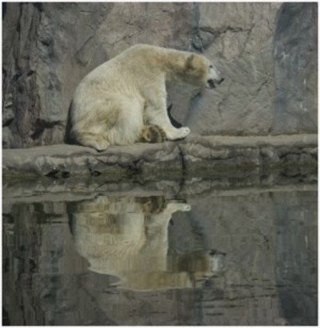 ijsbeer omkeerbaar