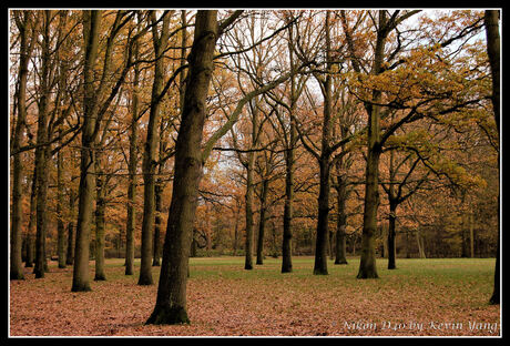 Herfst in het Kralingse Bos