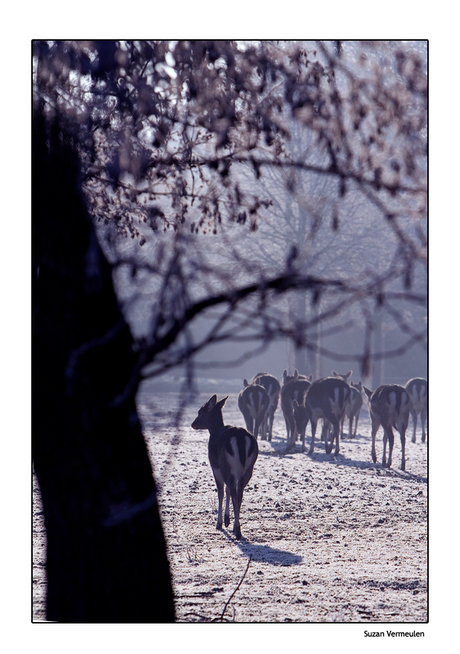 Herten in winter
