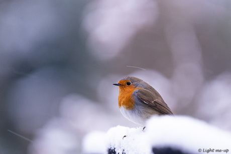 Roodborstje in de sneeuw